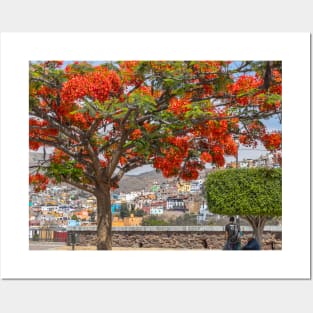 Mexico. Guanajuato. Flaming Tree. Posters and Art